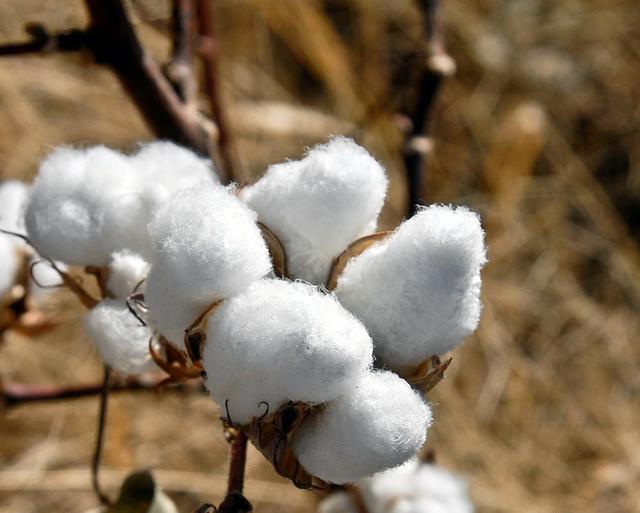 木棉和棉花的区别，木棉的养护小技巧，你知道吗？