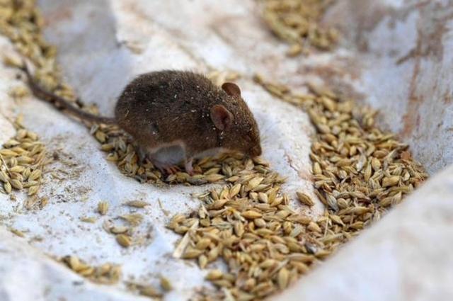 可怕！澳大利亚鼠害期间，一女子醒来发现老鼠啃食自己眼球