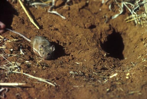可怕！澳大利亚鼠害期间，一女子醒来发现老鼠啃食自己眼球