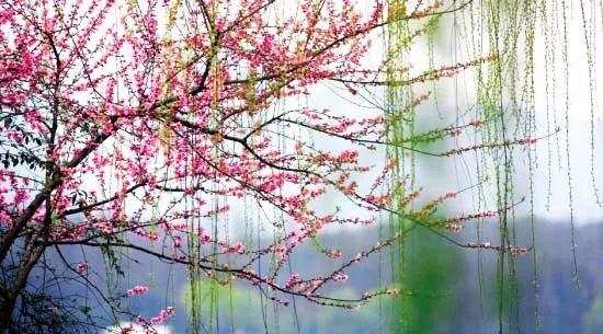 新春最美《三月花开》