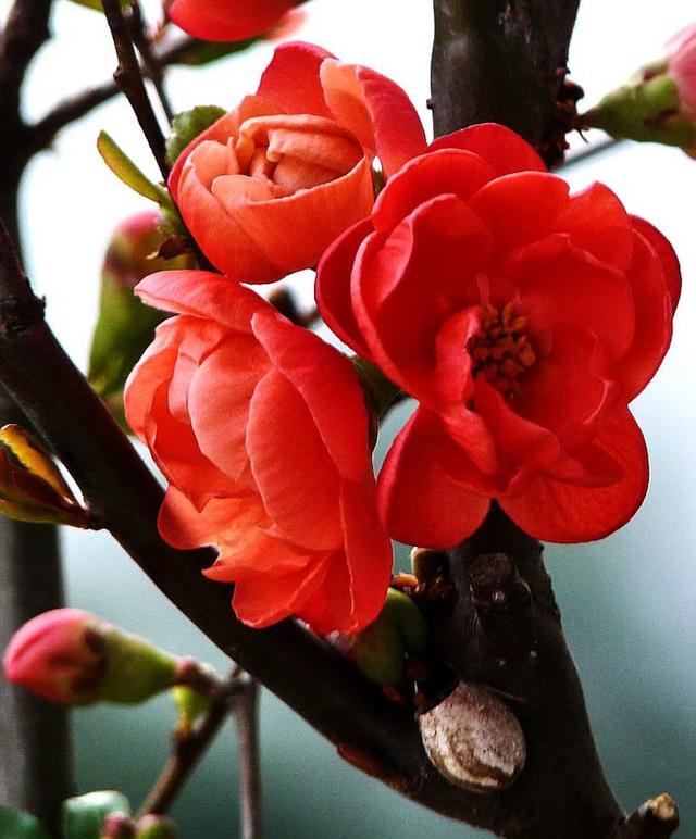 十二首海棠诗，雅俗共赏的名花，写尽海棠之美。
