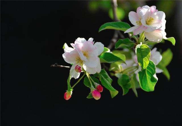 十二首海棠诗，雅俗共赏的名花，写尽海棠之美。
