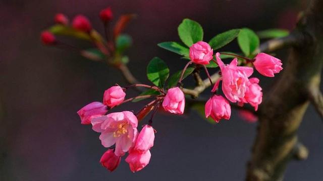 十二首海棠诗，雅俗共赏的名花，写尽海棠之美。