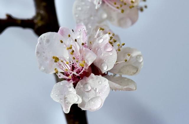 【诗词鉴赏】春风暖，杏花吹满头—那些美丽的杏花诗词！