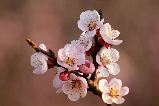【诗词鉴赏】春风暖，杏花吹满头—那些美丽的杏花诗词！