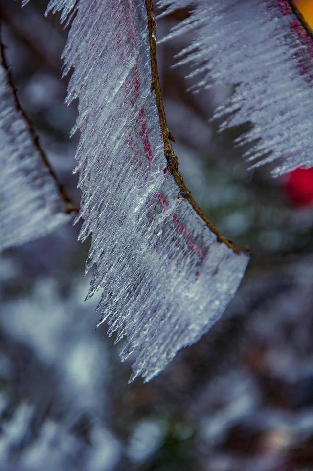 「诗词鉴赏」开在古诗词里的冰花，感悟凛冽的冬天的诗意与美好