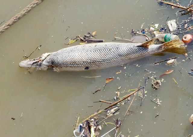 珠江边出现大型水族，一米多长，已死去多时，附近钓鱼人：冻死的