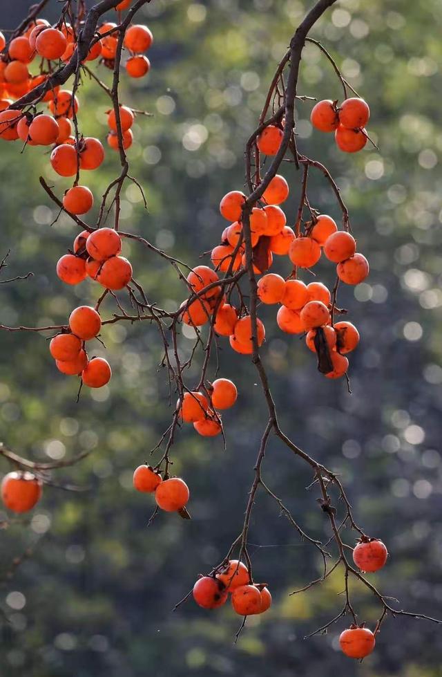 诗意中国情在乡村，苏阳红红的柿子像小灯笼，远远望去馋涎欲滴