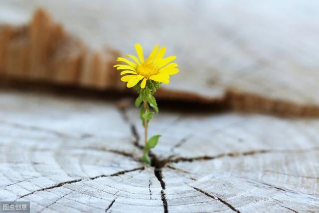 20句经典哲理语录启示你：人生若是淡然如花，自然一路芬芳