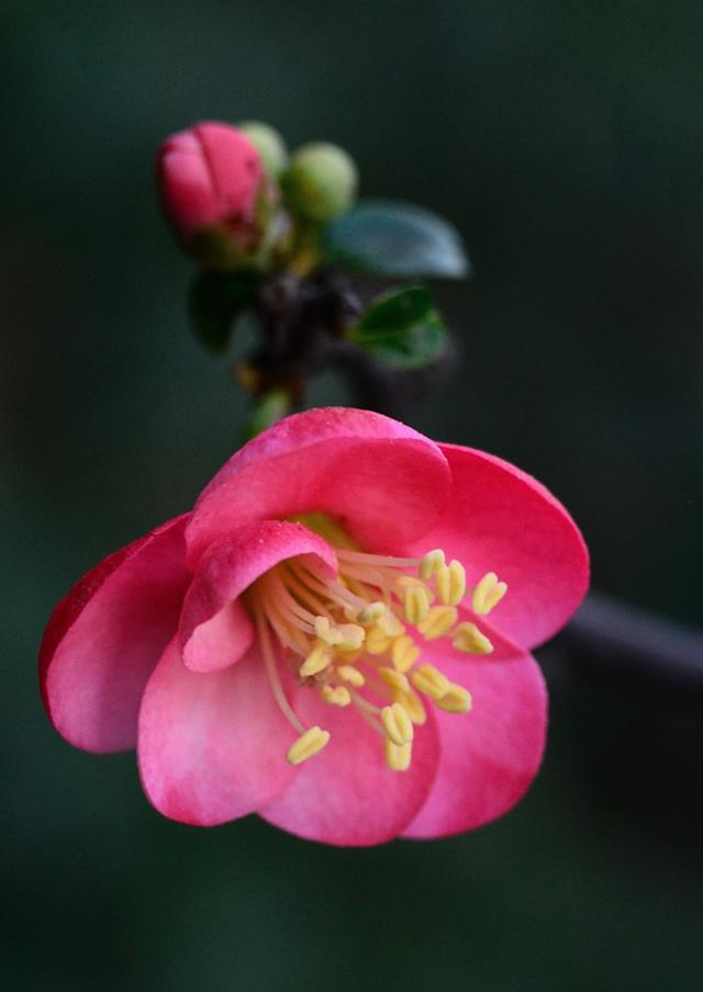 虽艳无俗姿 太皇真富贵，十首海棠的诗词，一起欣赏花中美人