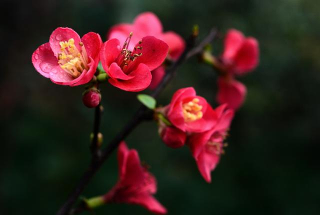 虽艳无俗姿 太皇真富贵，十首海棠的诗词，一起欣赏花中美人