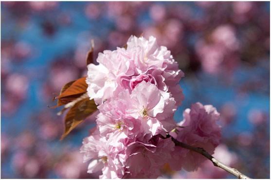 赏读这6首樱花诗词，看看不一样的风情！
