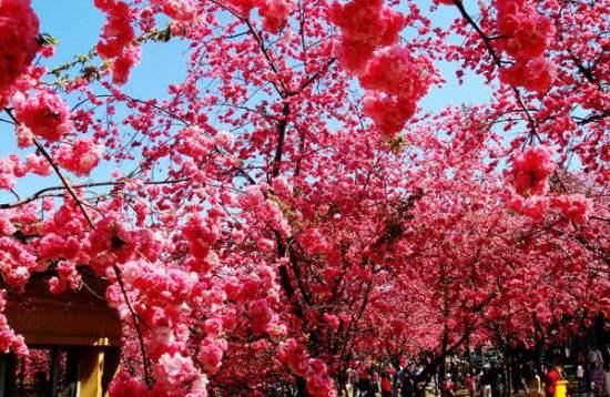 赏读这6首樱花诗词，看看不一样的风情！