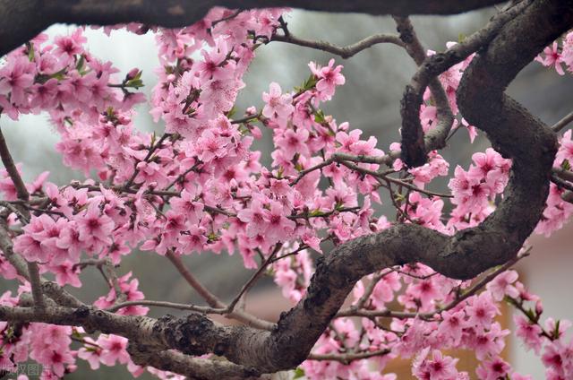 中国春季必去的八大美景，你都看过了吗？