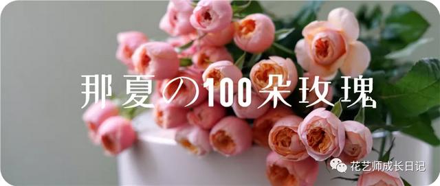 100朵玫瑰vol.18 | 像菜狗的厄瓜多尔玫瑰，软萌可爱