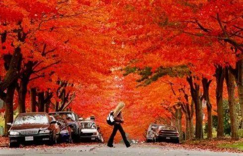 加拿大的秋天，枫叶流丹
