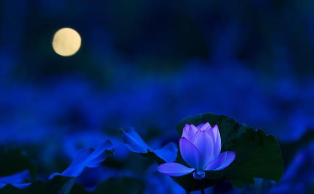 月色 婵娟 荷花 明艳，十首有关荷花与月色的诗词，在月光里流溢荷香