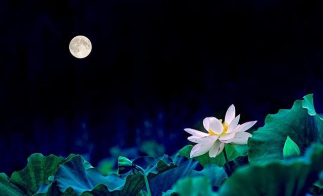 月色 婵娟 荷花 明艳，十首有关荷花与月色的诗词，在月光里流溢荷香