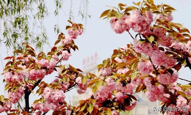 关于樱花的文案 | 春暖花开，一切美好将如约而至