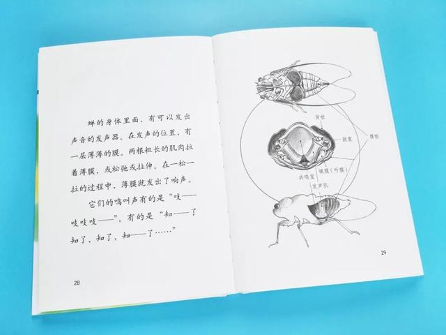 孩子一生必看的法布尔昆虫记，上千个版本看这套就够了