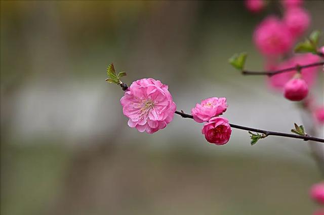 描写春天的好词/好句/好段/好诗/手抄报，与你共赏春暖花开！