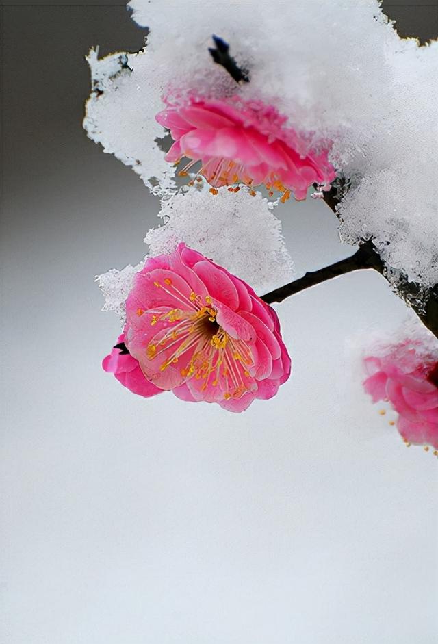 不应辜负腊前梅，十二首赏梅的诗词，欣赏寒冬中怒放的梅花