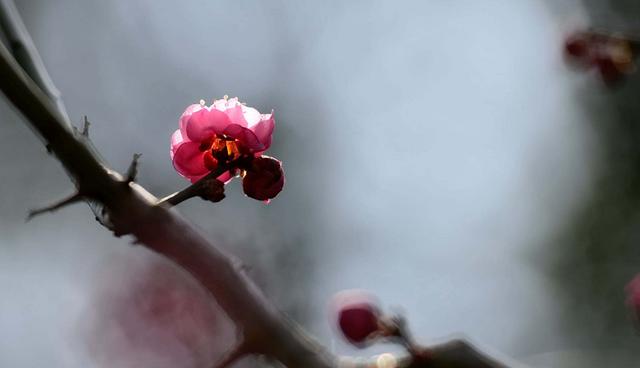 「诗词鉴赏」冬深一一开，十首梅花诗词，欣赏诗中的花中之魁
