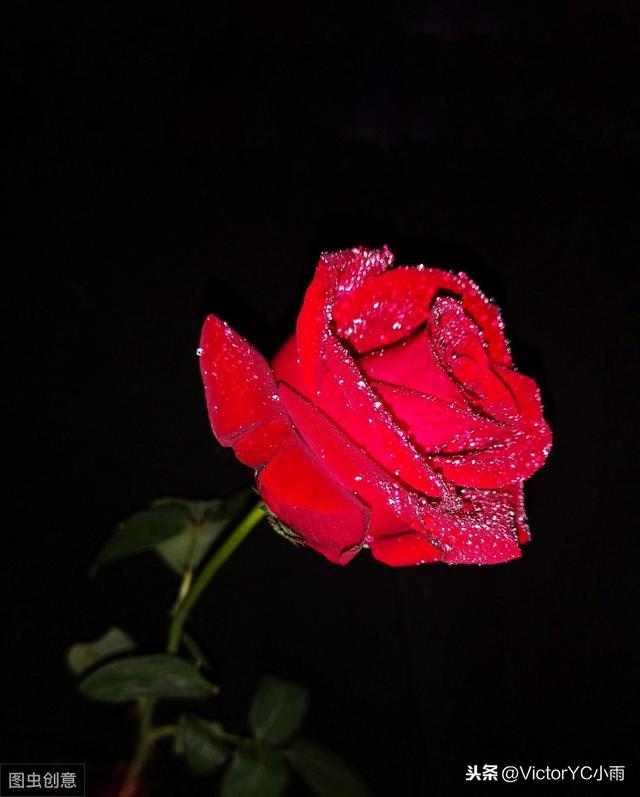 张爱玲《红玫瑰与白玫瑰经》典语录