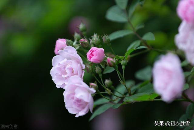 张爱玲的蔷薇名句，蔷薇处处开，那幼小的圆满也有它的可爱可亲