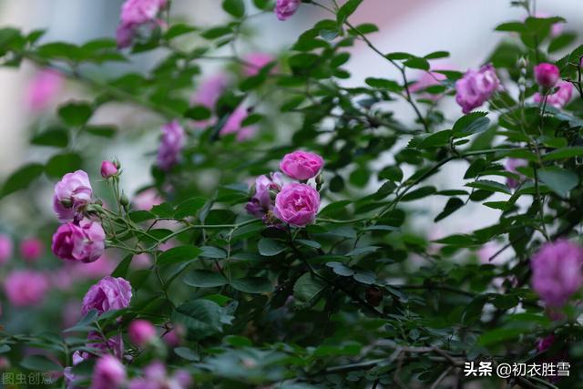 张爱玲的蔷薇名句，蔷薇处处开，那幼小的圆满也有它的可爱可亲
