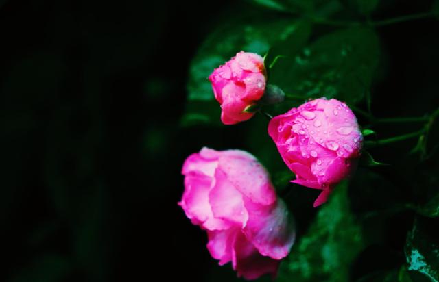 诗词鉴赏-又见蔷薇花开，十首蔷薇花的诗词，惊艳了整个朋友圈