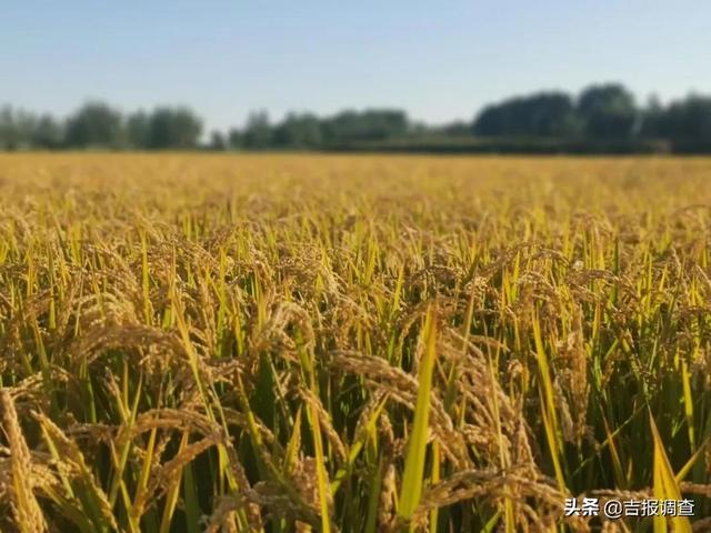 走进白城市洮北区东风乡，一望无垠的稻田，像一片金色的海洋