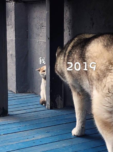 2019元旦快乐搞笑表情包：祝你新的一年，不劳而获，一夜暴富