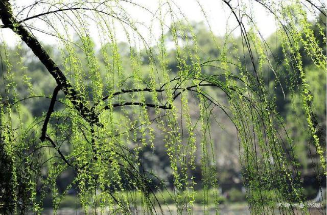 春到枝枝是绿丝，十二首咏柳的诗词，感受春天的勃勃生机
