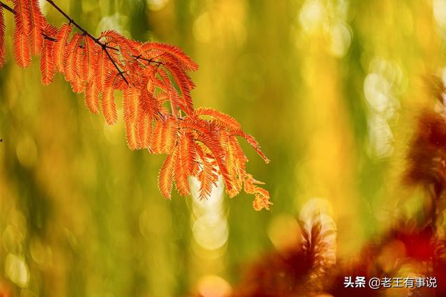 描写秋色的10个优美佳句，秋色浸染摄影赏析