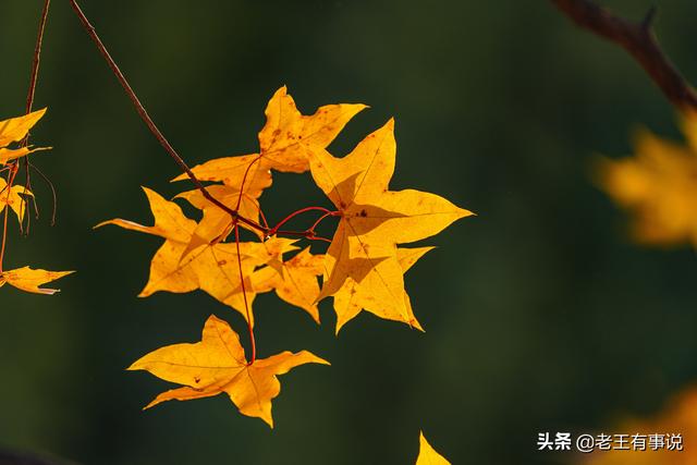 描写秋色的10个优美佳句，秋色浸染摄影赏析