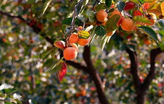 霜树著红尝柿时，十四首有关柿子的诗词，霜降时节吃柿子