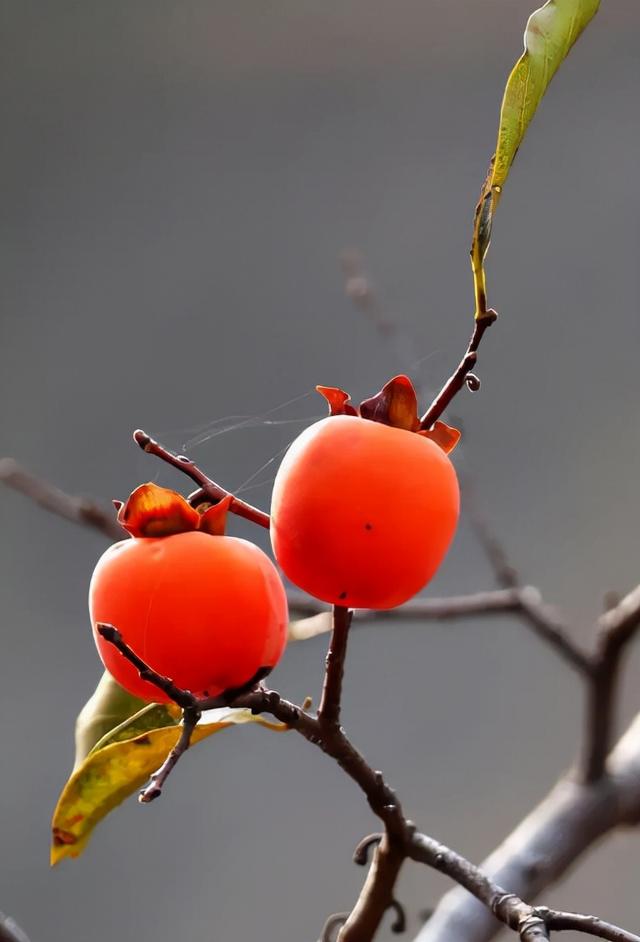 霜树著红尝柿时，十四首有关柿子的诗词，霜降时节吃柿子