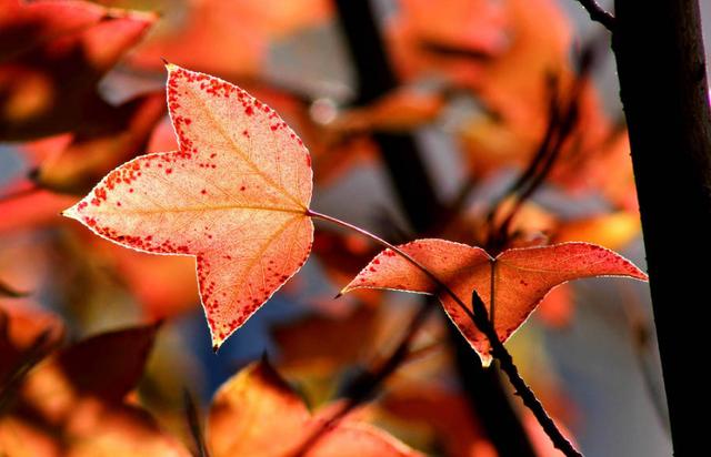 秋去冬又来，十首送秋的诗词，用诗词告别秋天，迎接冬天的到来