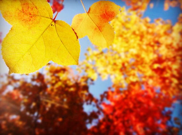 秋去冬又来，十首送秋的诗词，用诗词告别秋天，迎接冬天的到来