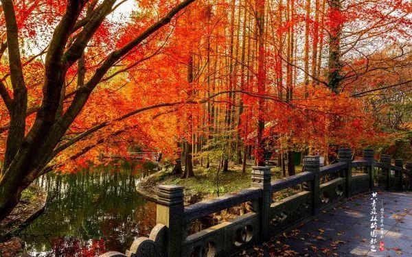 多彩的秋色，竟早就藏在了这些古诗里……