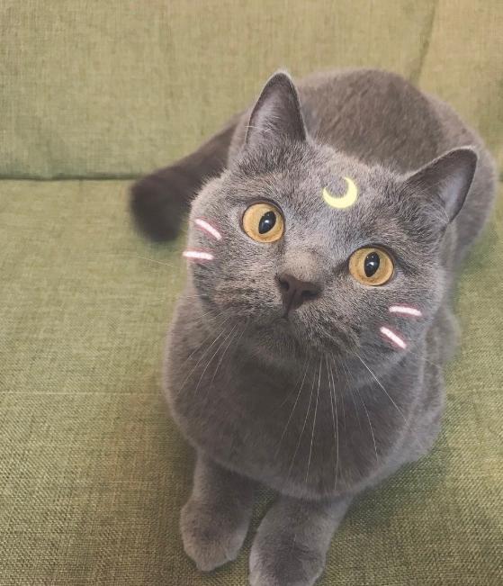 网友给自家猫P了个月牙，看起来超像《美少女战士》的露娜
