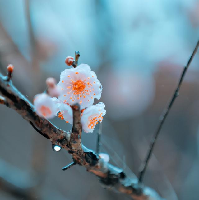 每到花开如见君，十首寻梅的诗词，在古诗词里寻找属于冬日的美好