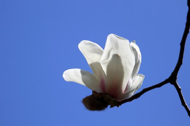 玉兰花开春满楼   描写玉兰花的古诗词  诗意花香