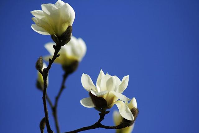 玉兰花开春满楼   描写玉兰花的古诗词  诗意花香