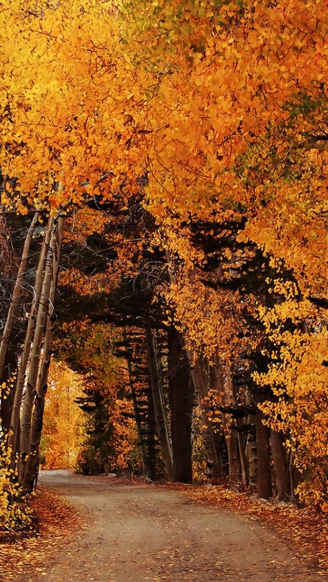 散文：深秋感怀，草木枯荣自有时，万物从容皆自得