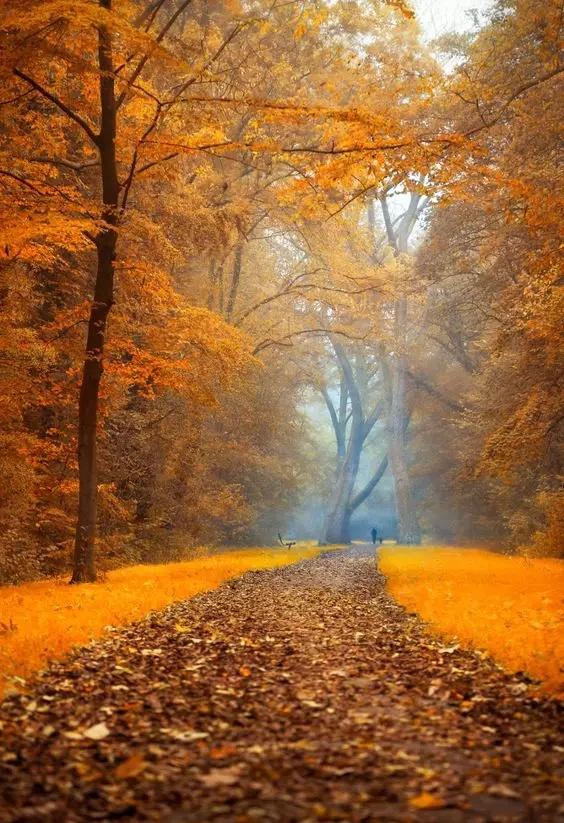 散文：深秋感怀，草木枯荣自有时，万物从容皆自得