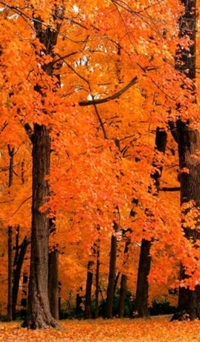 散文：深秋感怀，草木枯荣自有时，万物从容皆自得