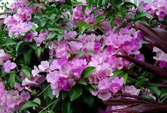 冬天想养开花植物，选这10种，冬季也能开花，而且香味十足