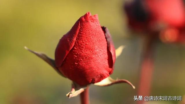 月季正红：唯有此花开不厌，一年长占四时春